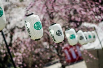 Lampion adalah hiasan populer di mana pun bunga sakura ditemukan.