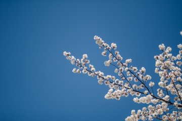 Tidak ada yang cukup indah seperti menikmati keindahan sakura dengan latar belakang langit biru.