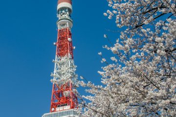 Meskipun Zojoji cukup tua, berada di jantung Tokyo juga menawarkan pemandangan banyak bangunan modern seperti Menara Tokyo yang terkenal.