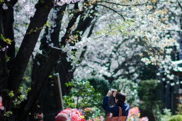 Salah satu sudut Zojoji dilapisi dengan banyak ojizosan - patung kecil menyerupai bayi. Bahkan di sudut ini ada banyak bunga sakura yang dapat ditemukan, dan tentu saja semua orang ingin mendapatkan foto dari mereka!