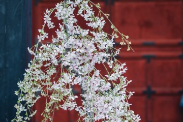 Jenis sakura pohon bonsai kecil ini duduk di depan Zojoji menyambut pengunjung.