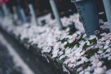 Salah satu bagian favorit saya mengenai musim bunga sakura adalah bahwa hal itu tidak lebih ketika kelopak mulai jatuh. Bahkan di tanah kelopak ini indah, terutama di atas hijau lumut yang sering ditemukan di kuil-kuil seperti Zojoji.