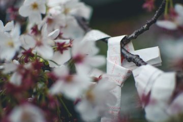 Omikuji ini (seperti kertas keberuntungan) telah terikat di pohon sakura sekitar Zojoji.