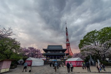 Bahkan pada hari berawan, dengan halaman Zojoji yang indah, terutama dengan mekarnya sakura!