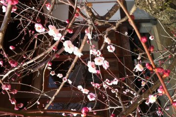 Weeping plum in flower