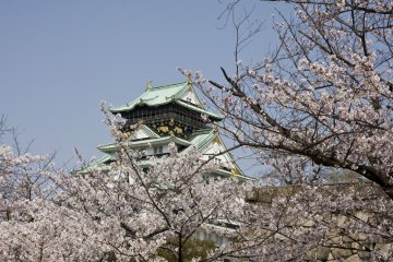Cherry Blossoms at Osaka Castle