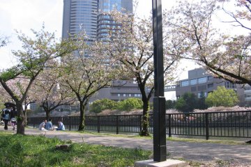 Waning sakura in Kema Sakuranomiya Koen