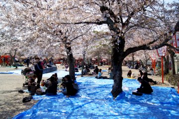 Picnickers in Maruyama Koen