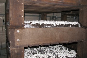 Mitsukura Mushrooms di Kota Ushimado