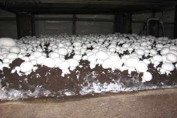 Mitsukura Mushrooms di Kota Ushimado