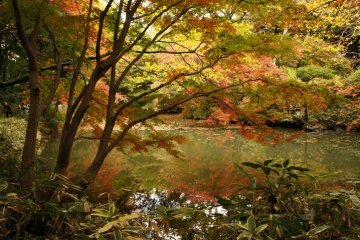 Rikugien in autumn