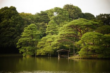 As green and peaceful as it looks