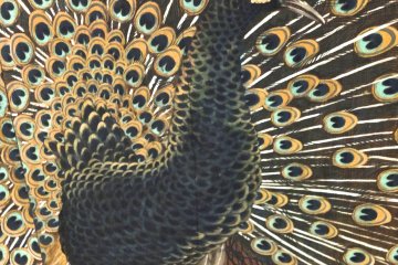 <p>This beautiful peacock was painted directly onto a wood wall</p>