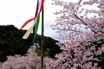 <p>Cherry blossoms and five colors streamer</p>