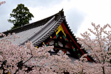 <p>Cherry blossoms of Bishamon-do Temple</p>