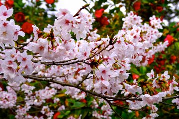 <p>Gorgeous flowers of cherry trees</p>