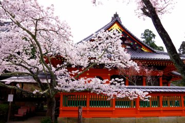 <p>Cherry blossoms in full bloom</p>