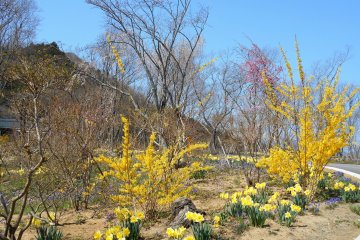 <p>Colorful flowers along the walking path to the hilltop</p>