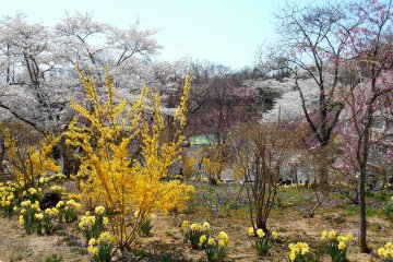 <p>Flowers in Funaoka Castle Park</p>