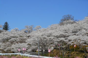 <p>Cherry blossoms viewed from a parking lot at Funaoka Castle Park during Shibata Sakura Festival</p>