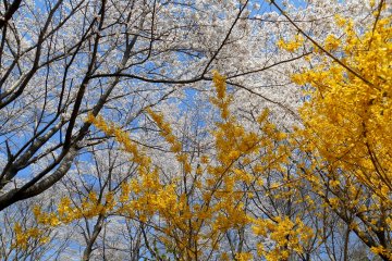 <p>Blue sky, white cherry blossoms and yellow forsythia make a great combination</p>