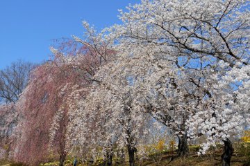 <p>White and pink weeping cherry trees. Pretty!</p>