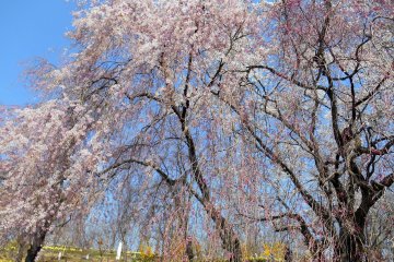 <p>Japanese beauty</p>