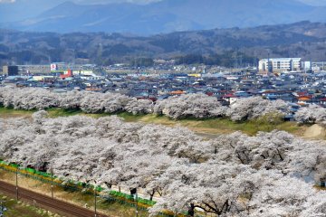 <p>Close up of '1,000 cherry trees at a glance'. But actually, you can't see them at a glance, the line of trees continues as long as 8 km!</p>