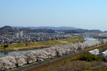 <p>Northward view of '1,000 cherry trees at a glance' seen from an observation deck at Funaoka Castle Park</p>