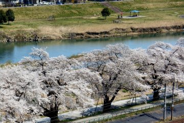 <p>Close up of the line of cherry trees along Shiroishi River</p>