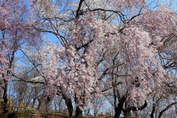 <p>Pretty in pink!</p>