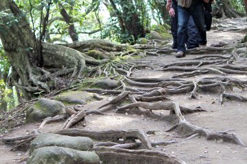 <p>Most of the pathways are never-ending staircases, but you'll eventually run into some natural terrain such as this along the way. Be sure to wear comfortable hiking shoes!</p>