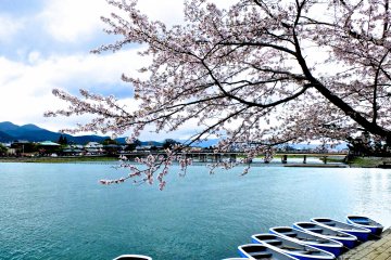 <p>A view of the cherry trees, the river, and Togetsu Bridge from my seat in the cafe - perfect!</p>