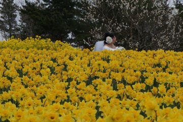 <p>Met a bride and groom taking wedding photos. The arrival of spring, which signals a new beginning, is even more refreshing</p>