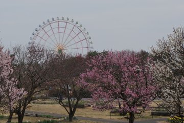 <p>Looking at the ferris&nbsp;wheel through the Sakura trees, I've made up my mind to take this ride the next time I come here</p>