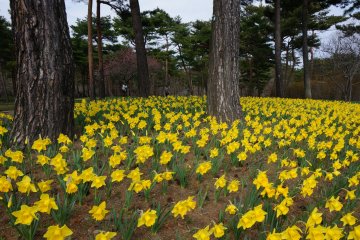 <p>Hundreds of narcissuses surrounding the large tree trunks is somehow a soothing sight</p>