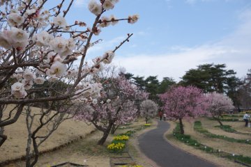 <p>A winding path lined with Sakura trees, the perfect path to walk with that special someone</p>