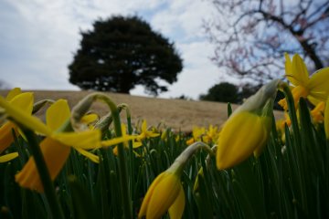 <p>Do these Narcissuses sing a lullaby to the big tree every night?</p>
