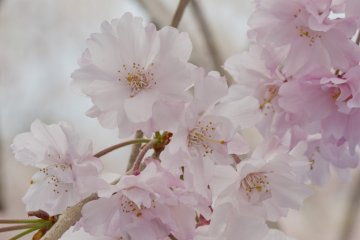 Yaeshidarezakura, alias "sakura menangis" memiliki kelopak yang lebih banyak, dengan warna yang lebih merah muda daripada sakura biasanya yang hanya memiliki lima kelopak