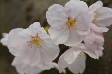 Beberapa jenis sakura memiliki kelopak yang saling menindih, sedangkan jenis lainnya memiliki jarak antar kelopak