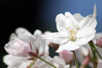 Sakura yang cemerlang