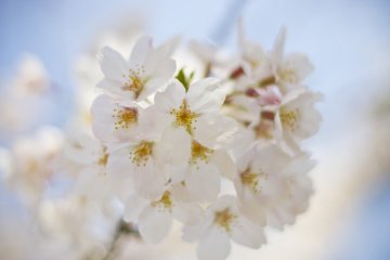 Seikat sakura yang tebal