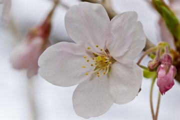Sekuntum sakura