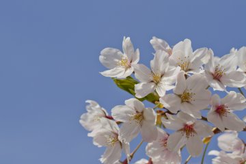 Dalam beberapa jenis sakura, dedaunan muncul bersamaan dengan mekarnya bunga