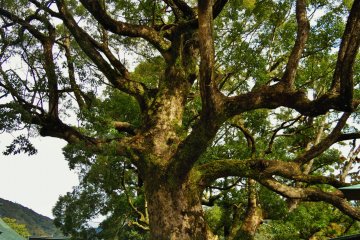 <p>A gigantic tree in the center of the shrine.</p>