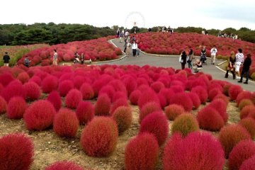 Hitachi Seaside Park