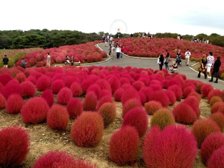 Hitachi Seaside Park