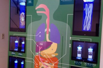 Parasites can be transmitted to almost any organ in the human body.