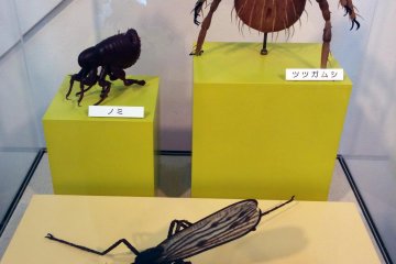 Plus-sized models of some common parasites.