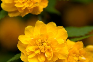 <p>So did other flowers along the trail.</p>